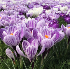 Crocus King of the Stripes Bulbs for Sale