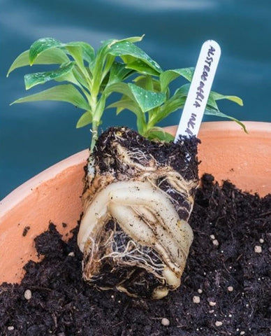 Alstroemeria plug shows extreme vitality of alstroemeria roots