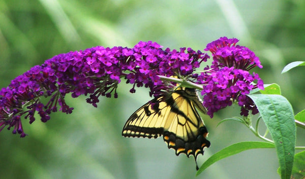 Butterfly feeds on buddleia butterfly bush blooms