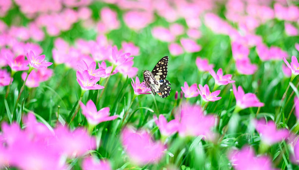 Butterfly feeding on zephyranthes rain lily flowers