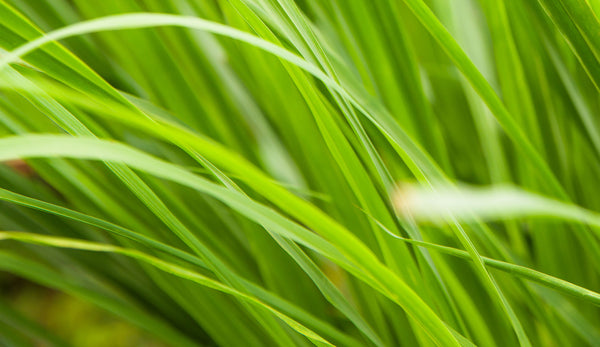 lemongrass is a flavorful and fragrant addition to the garden