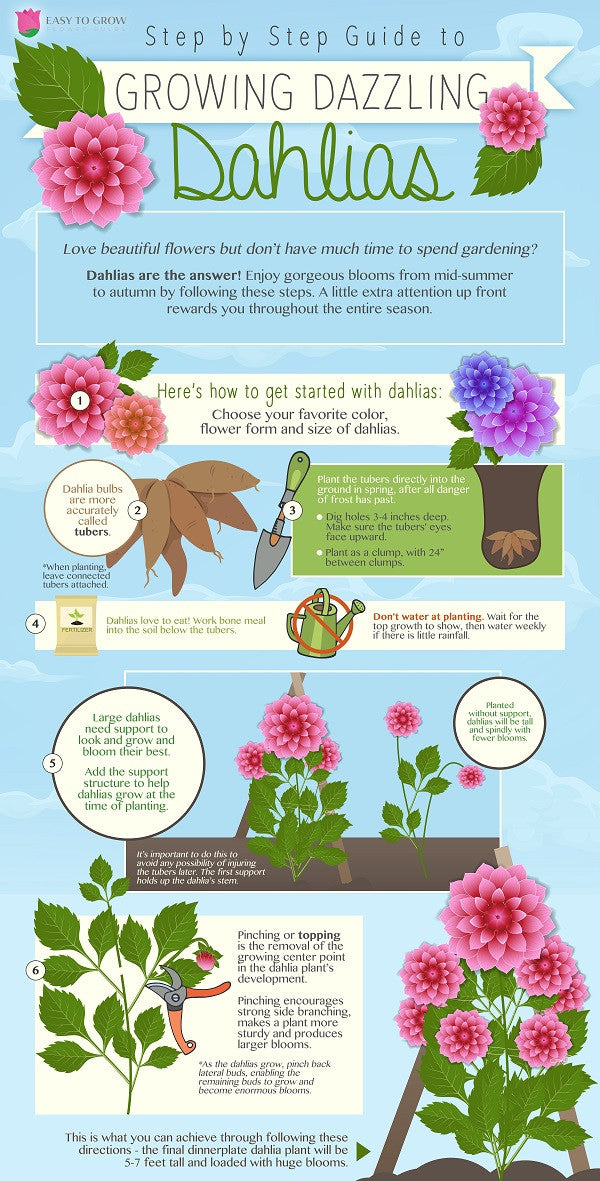 Planting Dahlias Perfectly - An Infographic! – Easy To Grow Bulbs