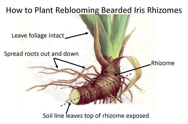 diagram of how to plant reblooming bearded iris rhizome