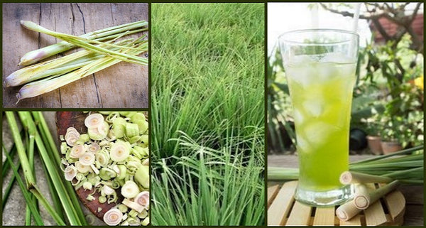 why your garden needs lemongrass