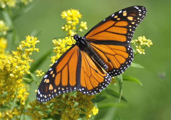 monarch butterfly feeding on yellow asclepias milkweed blooms