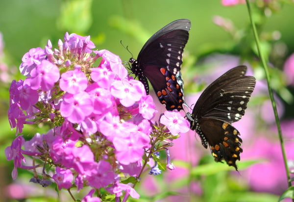 Butterflies feeding on pink garden phlox blooms