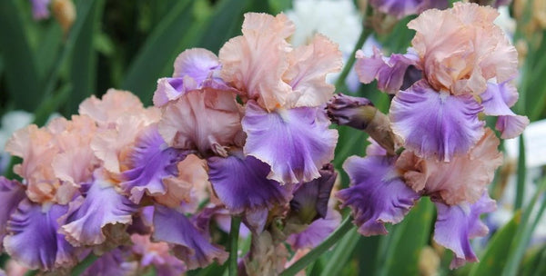 reblooming bearded iris florentine silk