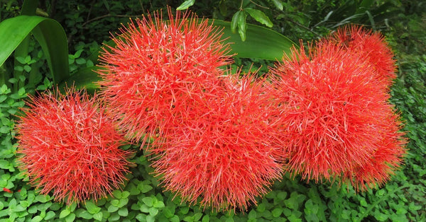 Scadoxus multiflorus is a nectar rich bloom for butterflies