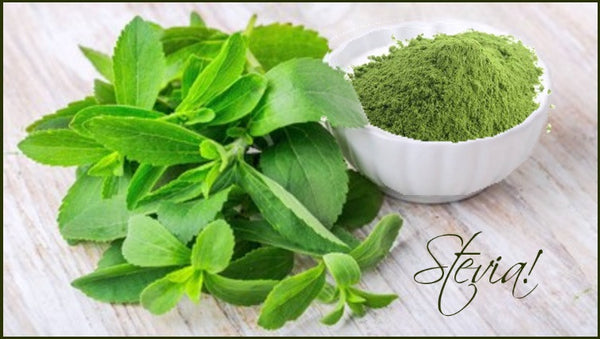 Natural Stevia Fresh leaves and dried