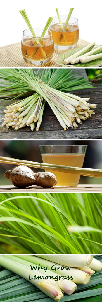 Why Grow Lemongrass - Culinary, Health and Mosquito repelling benefits
