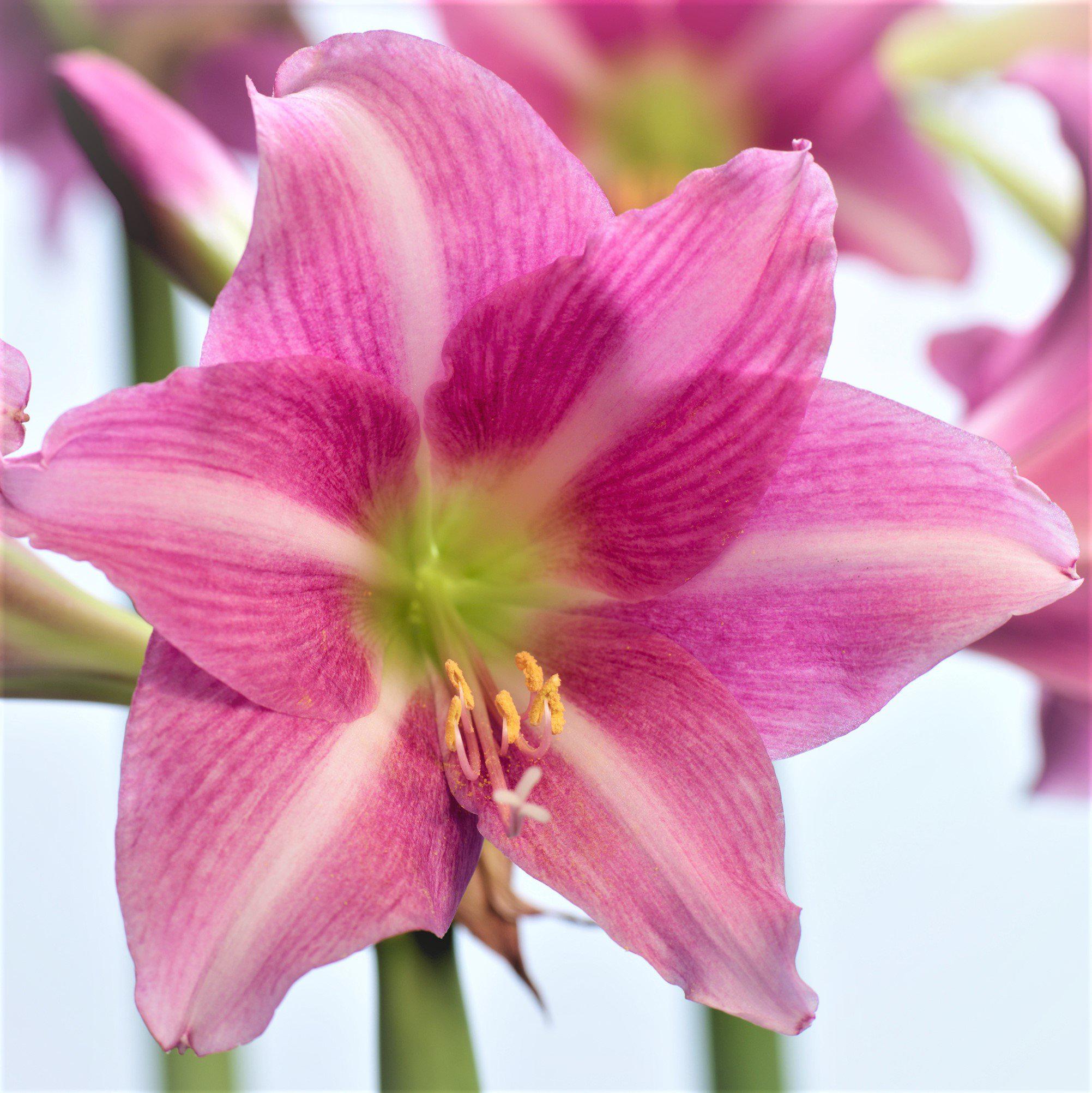 Magenta Amaryllis Estella Bulbs For Sale | Purple Amaryllis – Easy To