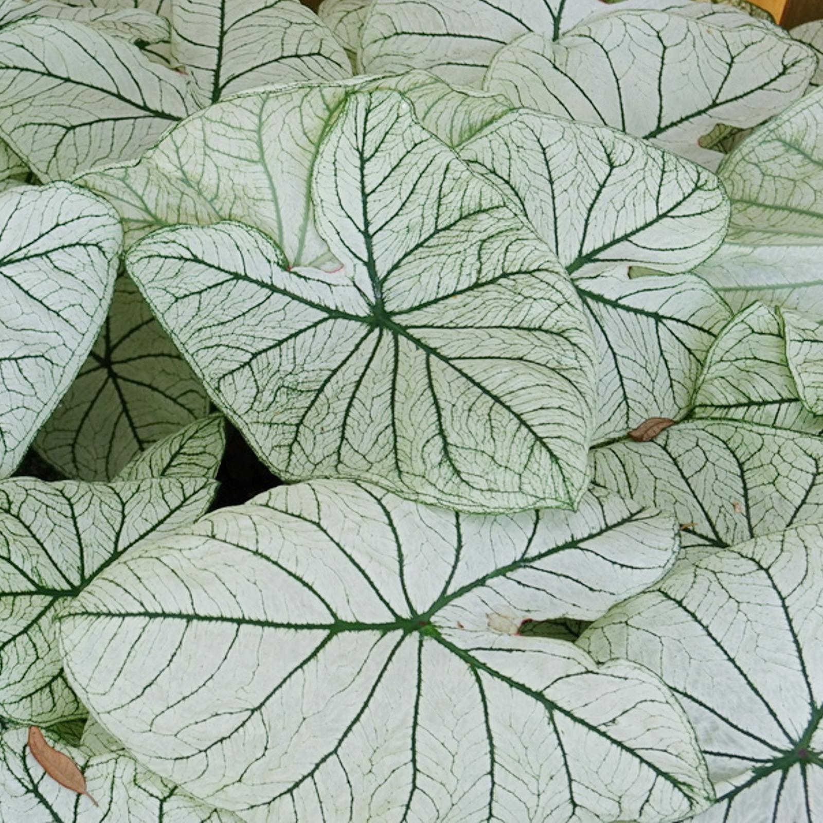 Caladium