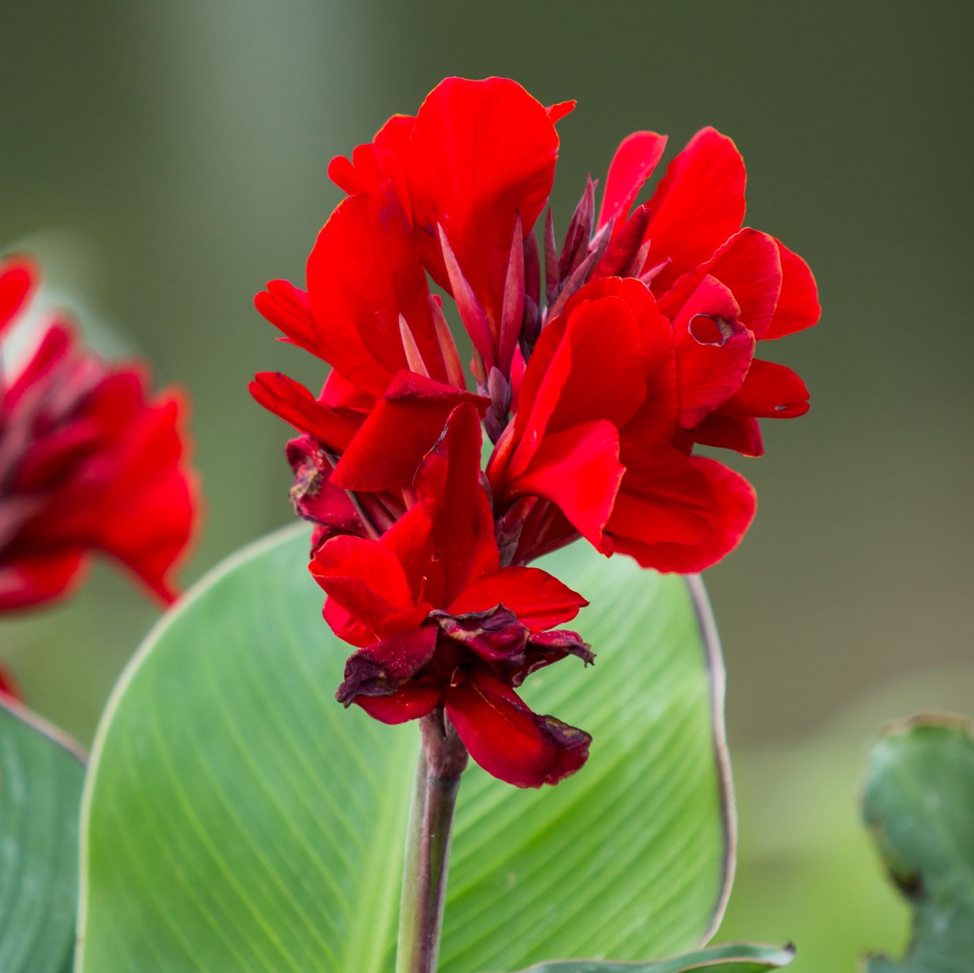 Striking Red Canna Lily Bulbs For Sale Online Fire Dragon Easy To Grow Bulbs