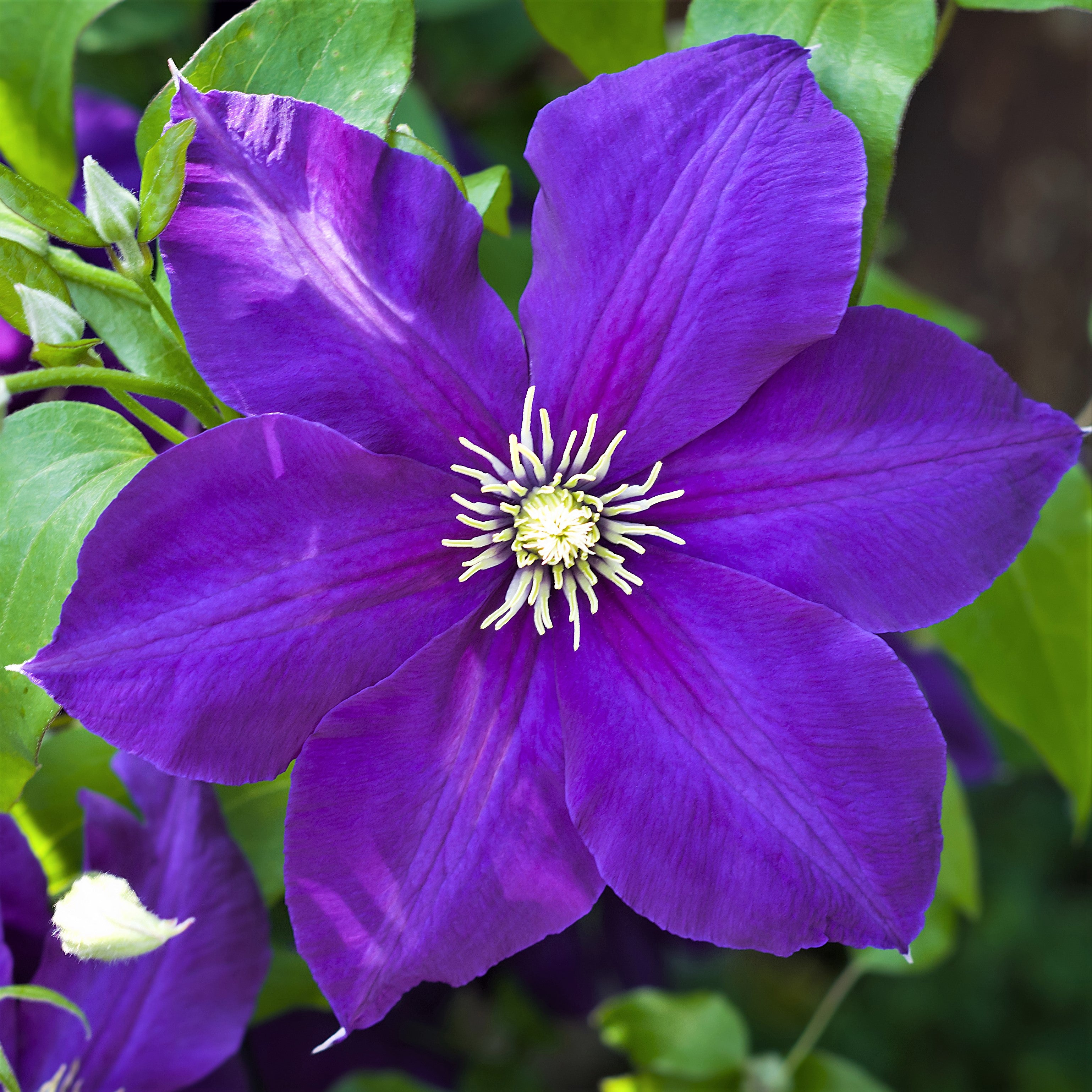 clematita