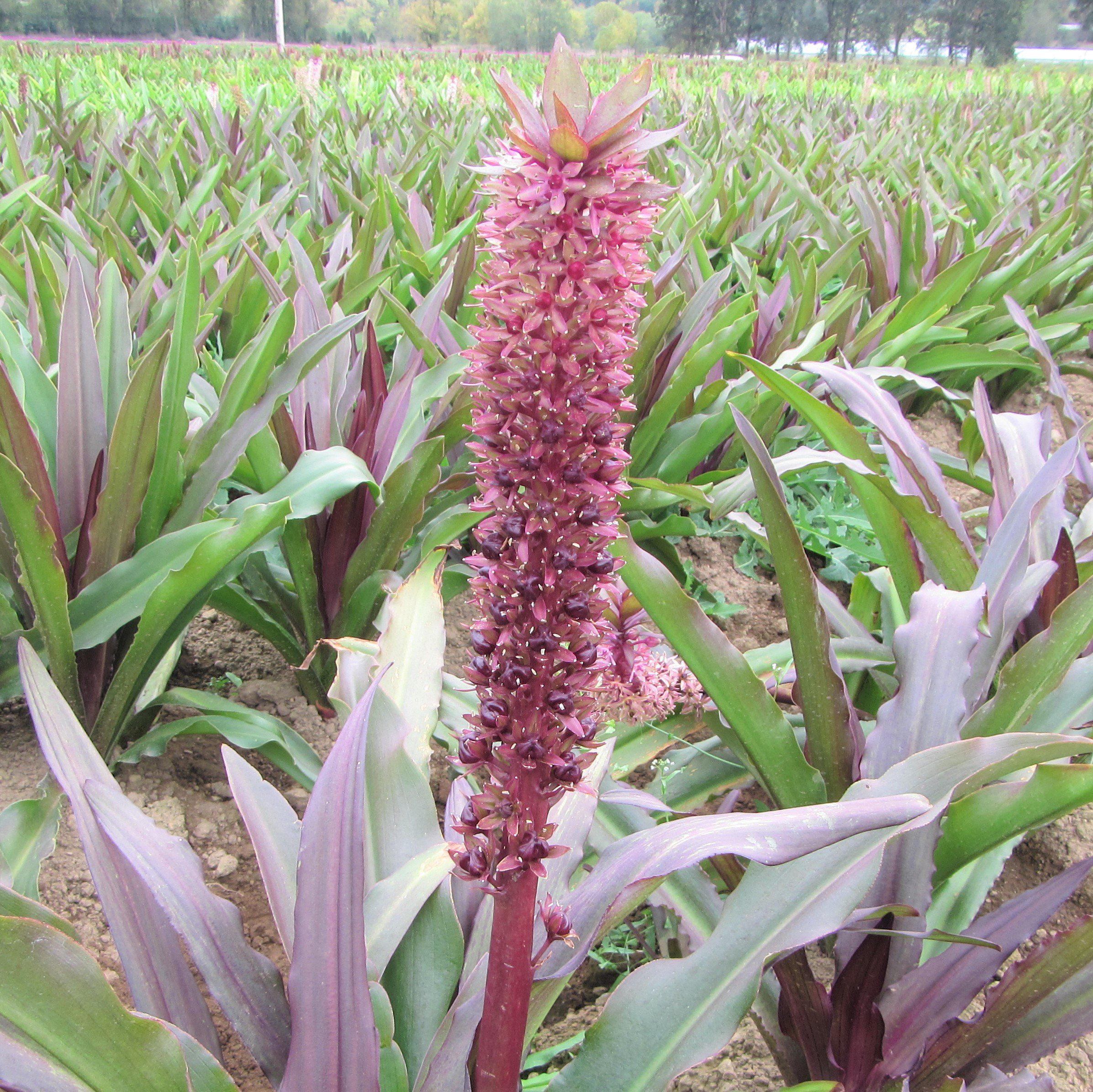 Pineapple Lily Coco Coco Bulbs Pink Pineapple