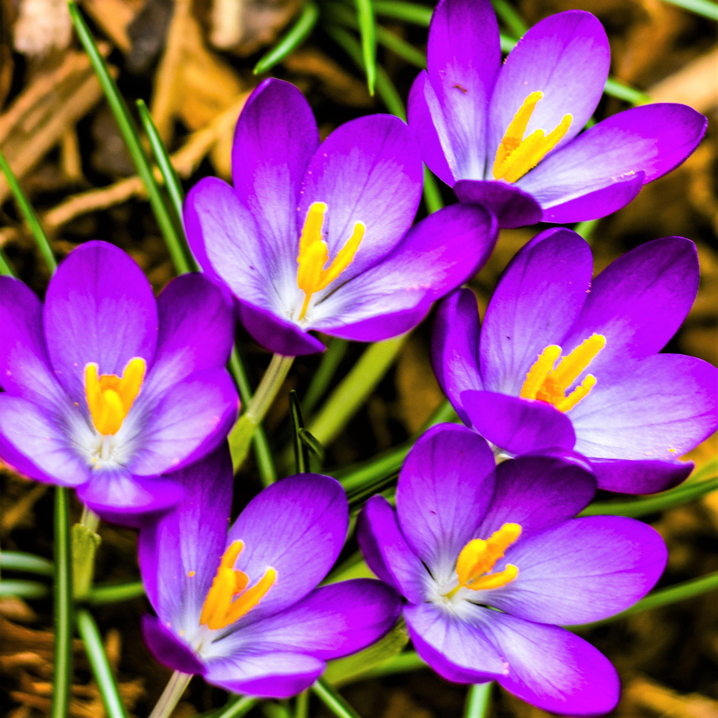 Violet Crocus Vernus Bulbs For Sale Online Flower Record Easy To Grow Bulbs