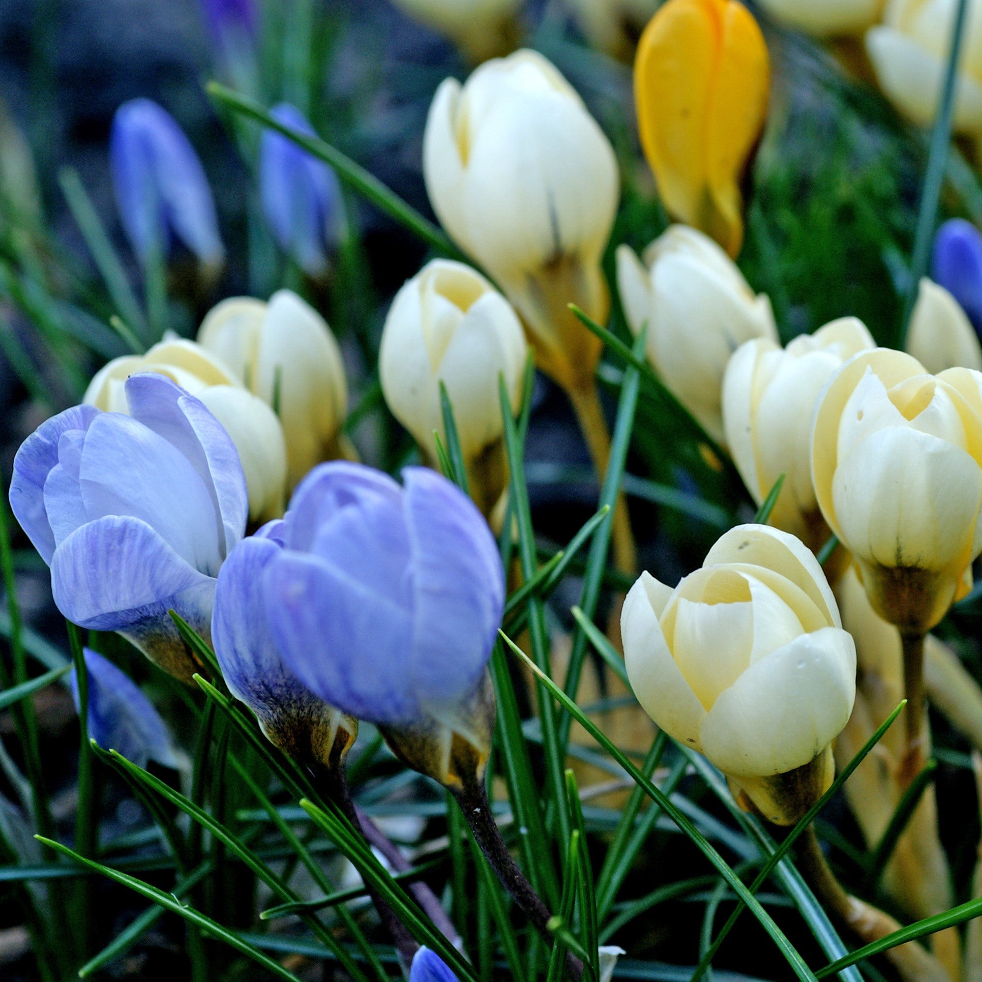 Mixed Pastel Crocus Bulbs For Sale Online Chrysanthus Mix Easy To Grow Bulbs