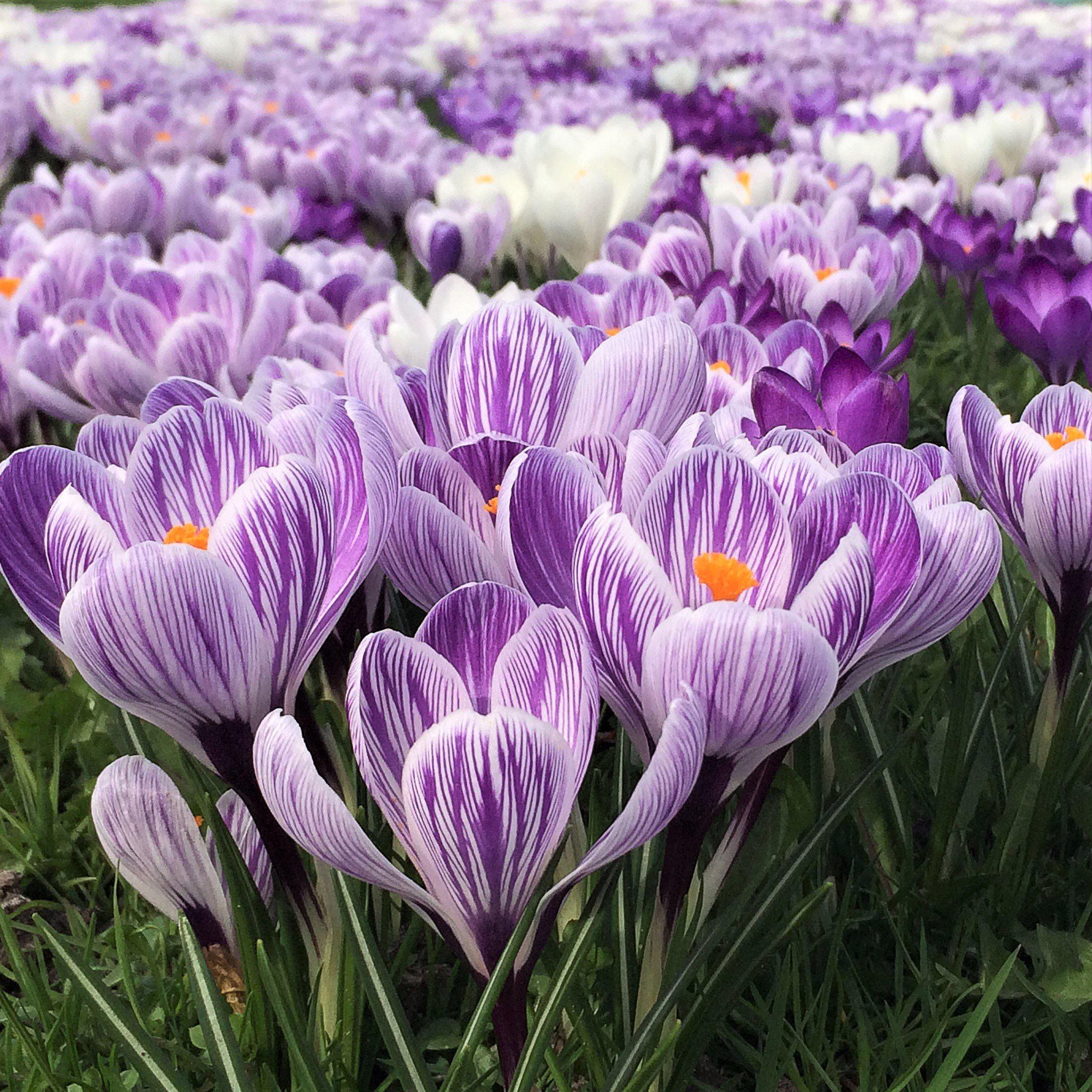 Bold Mixed Crocus Bulbs For Sale Online | Large Flowering Mix – Easy To