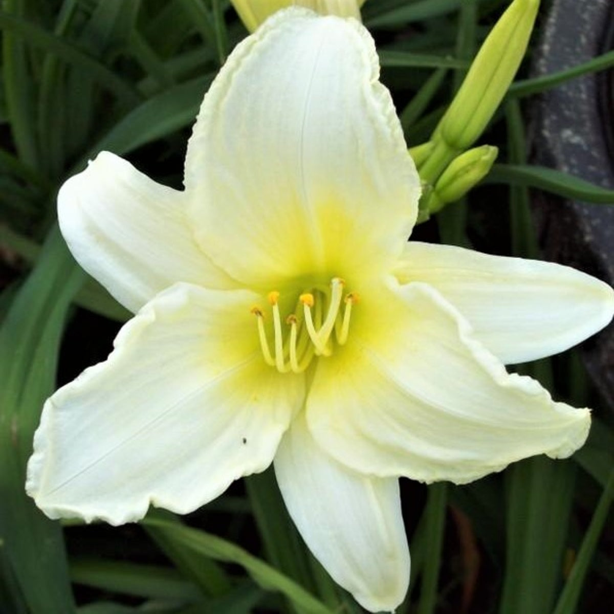 Outdoor & Gardening Ferns, Grasses & Bamboo Ice Carnival Daylily etna