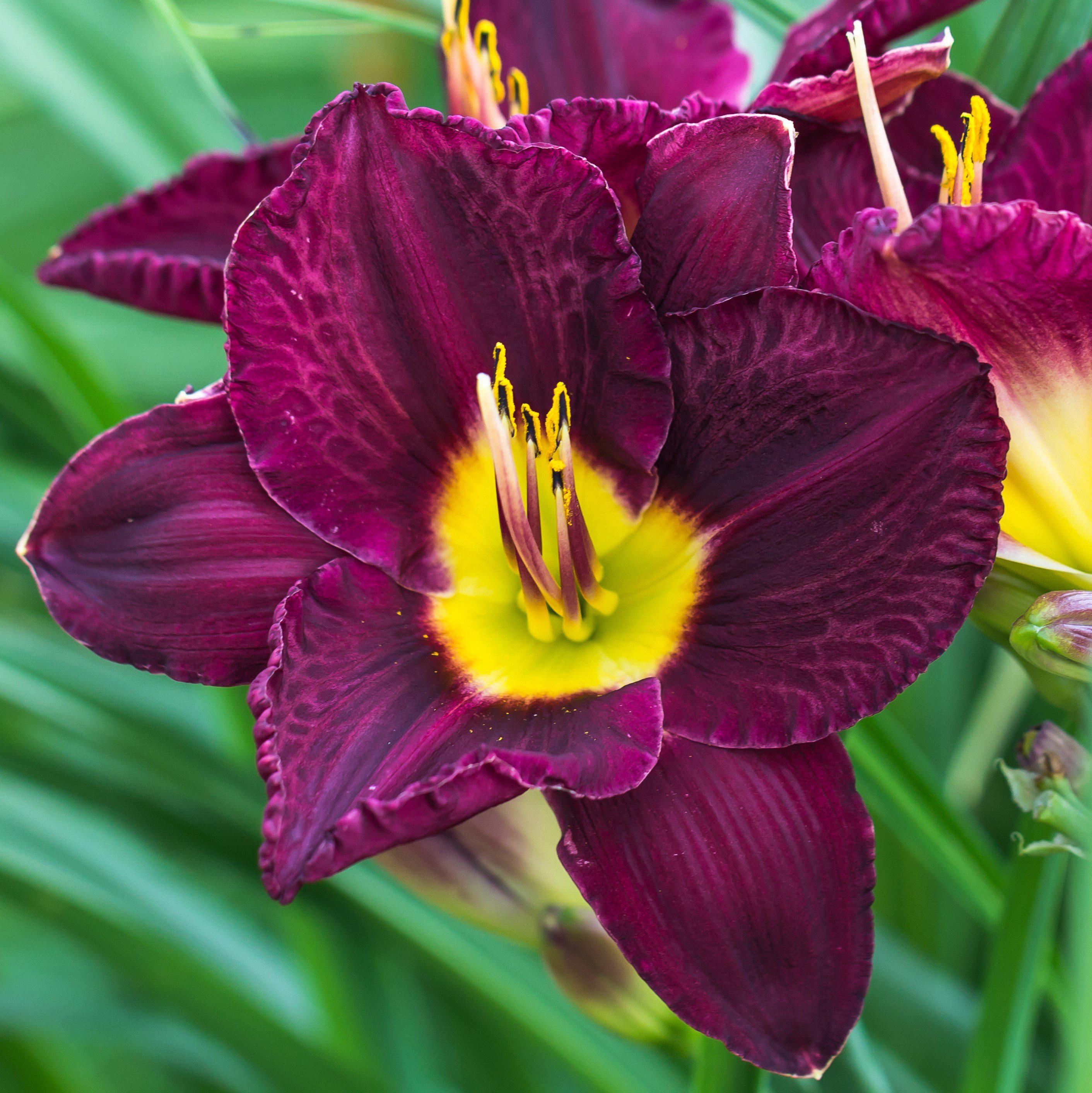 Lavender Daylily