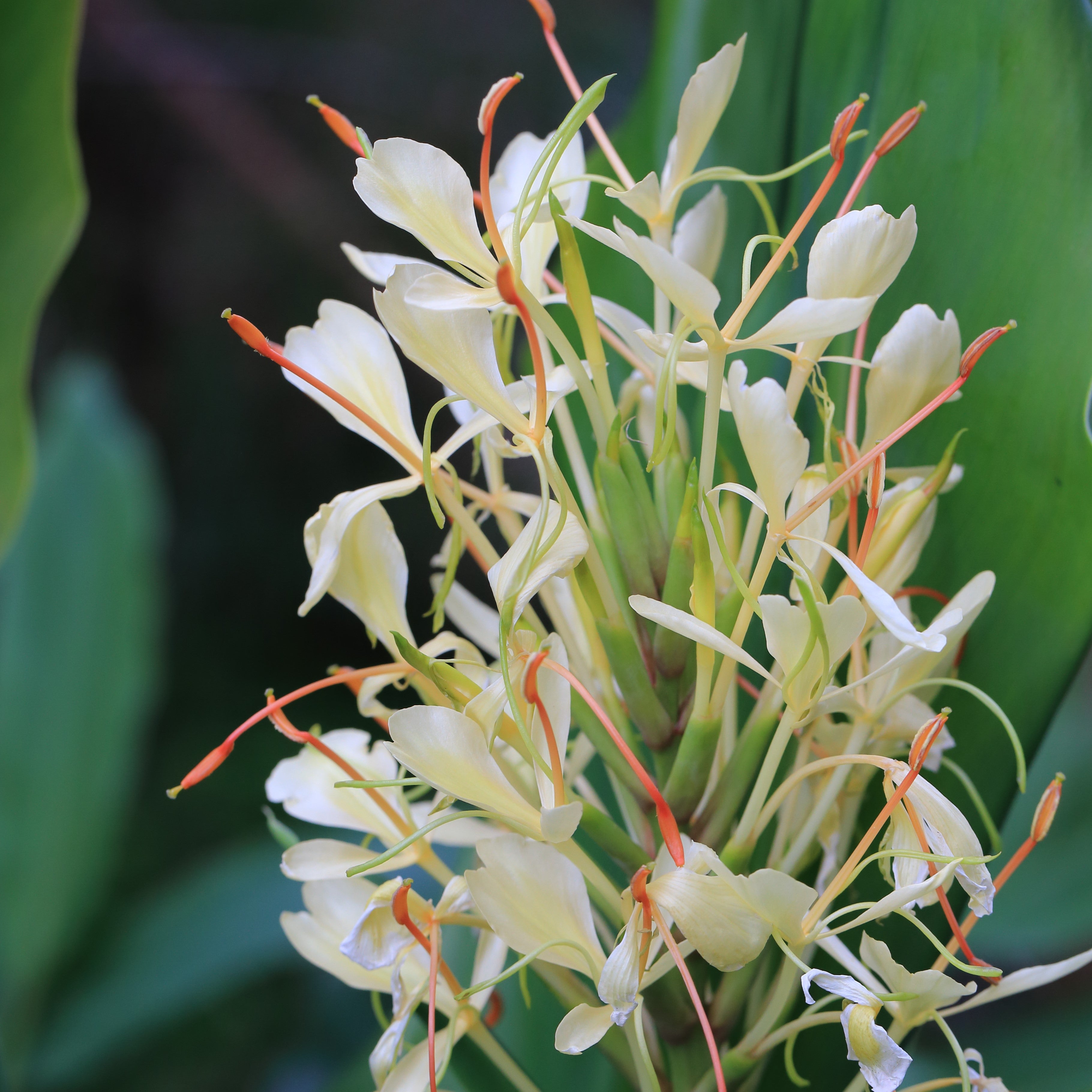 White Ginger Tubers for Sale Online | Fragrant Griffithianum – Easy To