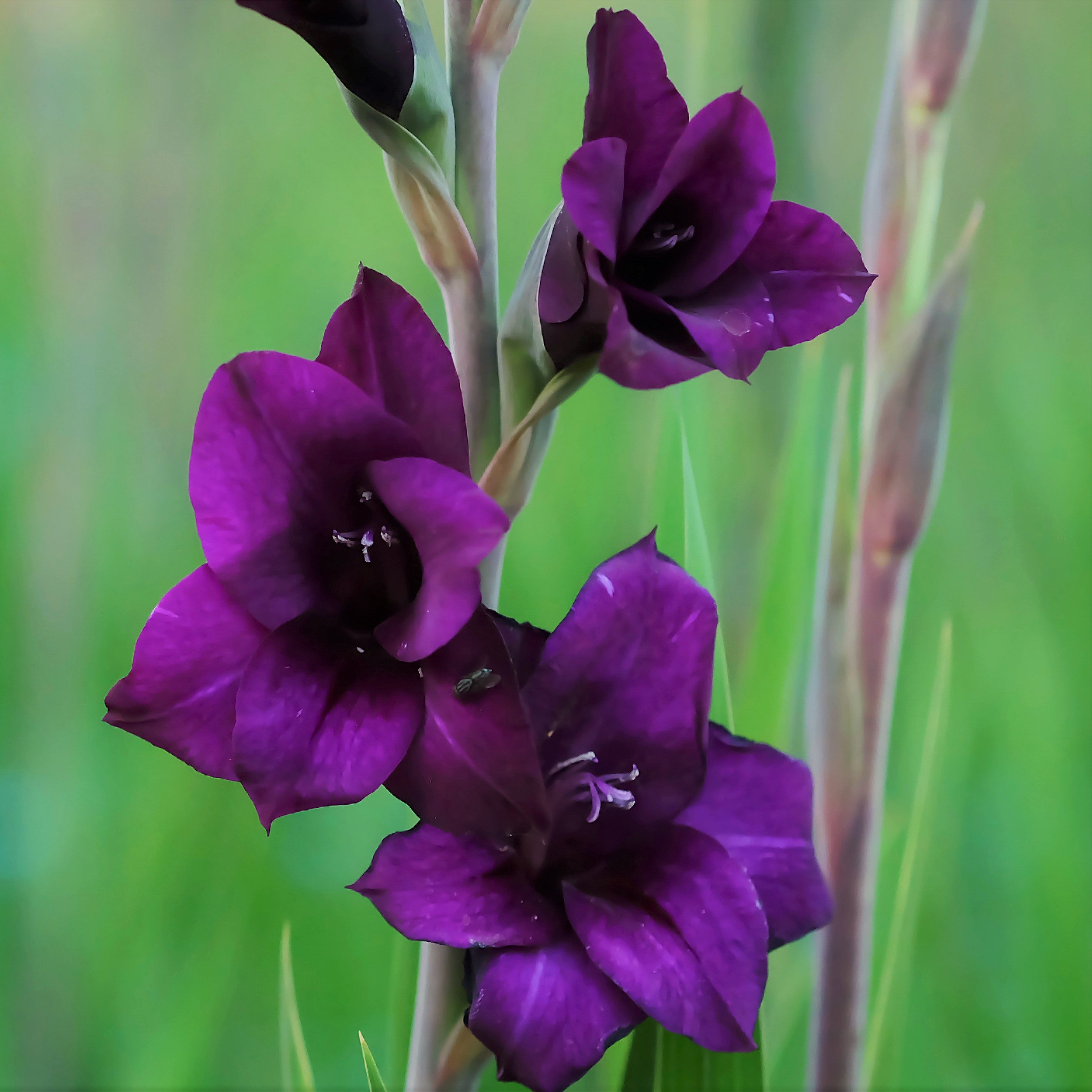 Gladiolus Purple Flora Tall Purple Gladiolus Corms Easy To Grow Bulbs