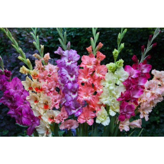 Mixed Gladiolus Bulbs For Sale Online | Mix – Easy To Grow Bulbs