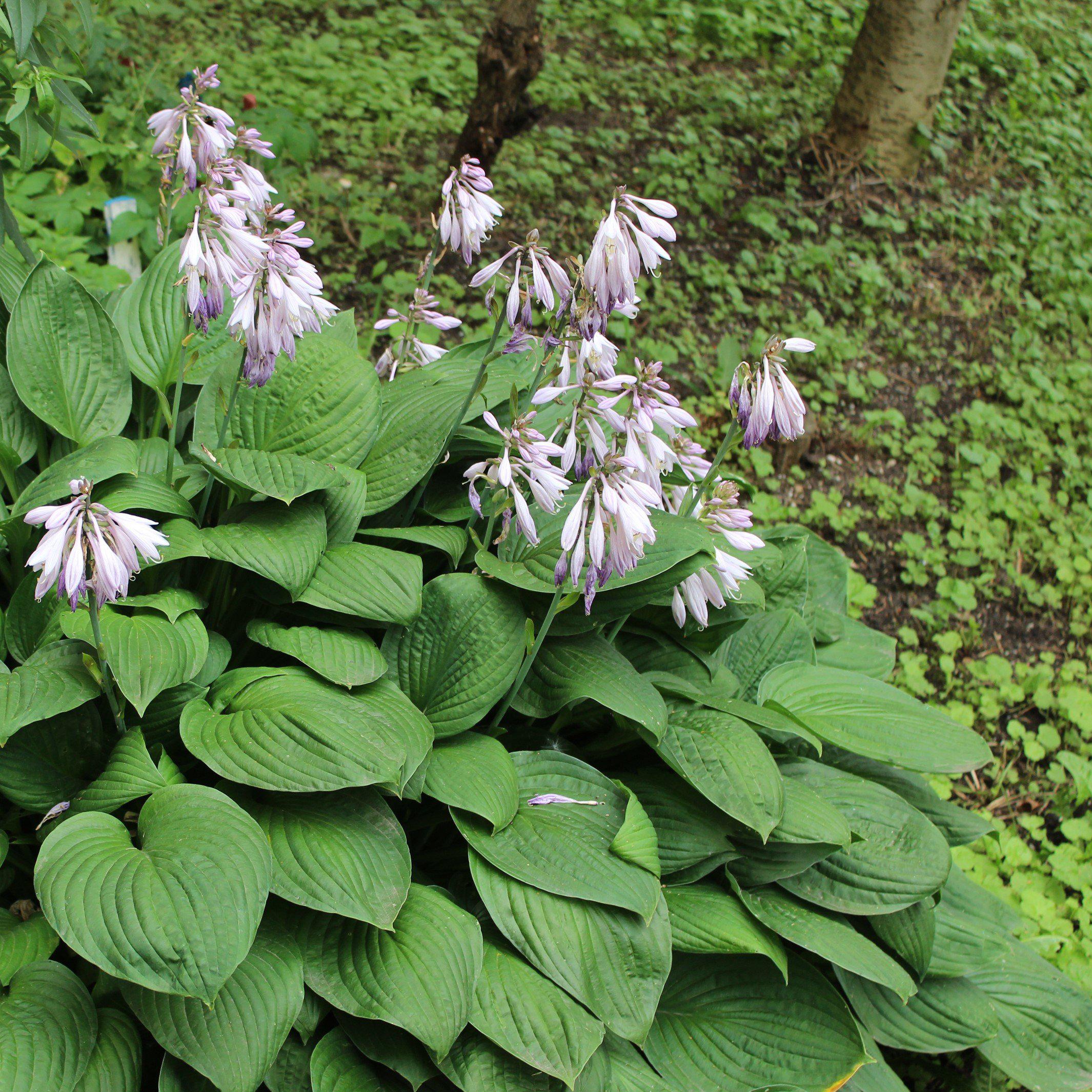 hosta