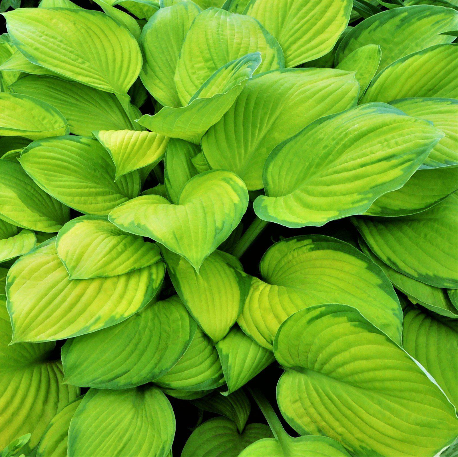 Hosta Stained Glass Bright Gold Hosta Sun Tolerant Hosta Easy To Grow Bulbs 