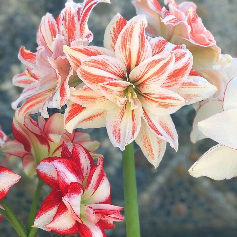 Amaryllis Mixed Bulbs | Mix of Large, Double & Exotic Amaryllis – Easy