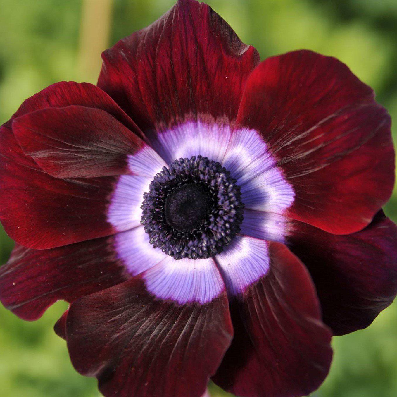 Italian Anemone Mistral Bordeaux Easy To Grow Bulbs