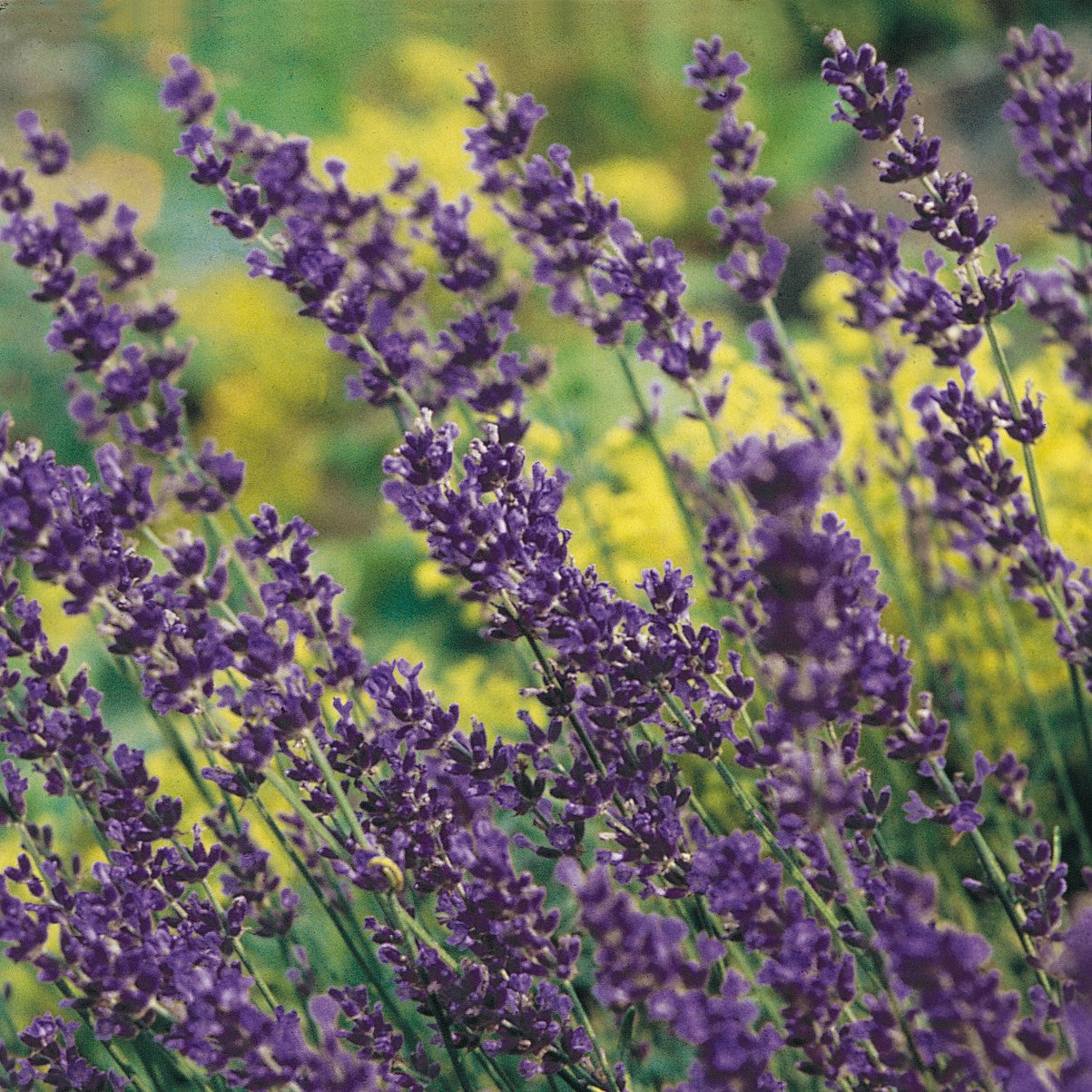 Lavender Munstead Plants For Sale Online Fragrant Easy To Grow Bulbs