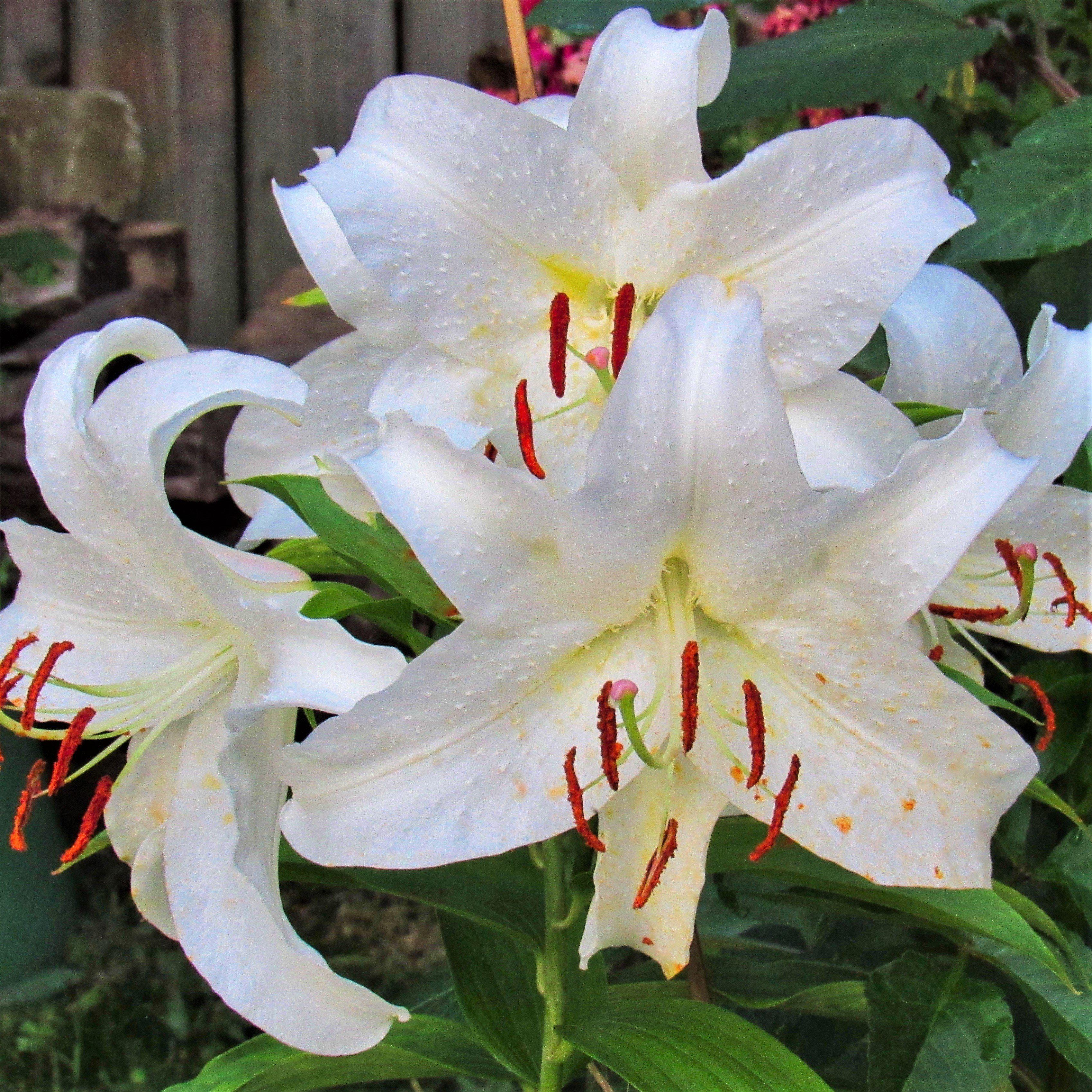 Oriental Lily Casa Blanca Delicious Dozen – Easy To Grow Bulbs