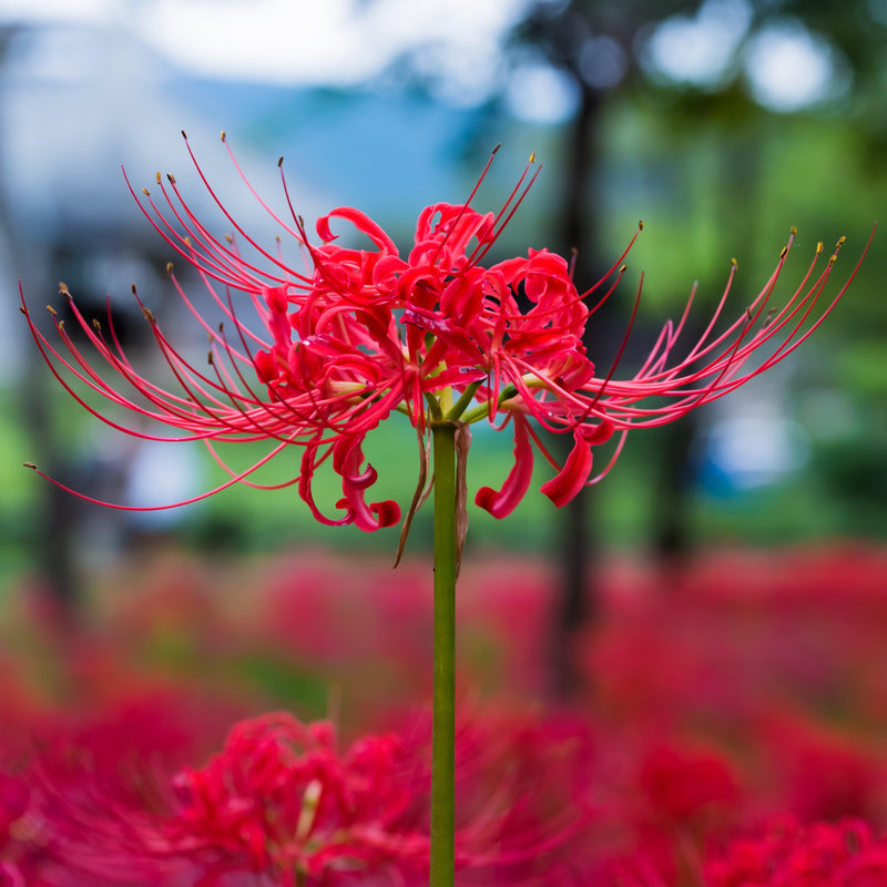 Red Lycoris Radiata | Red Surprise Lily | Red Magic Lily | Red Spider