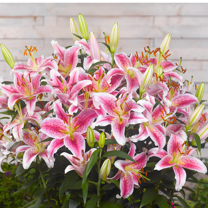 stargazer lily bulbs for sale