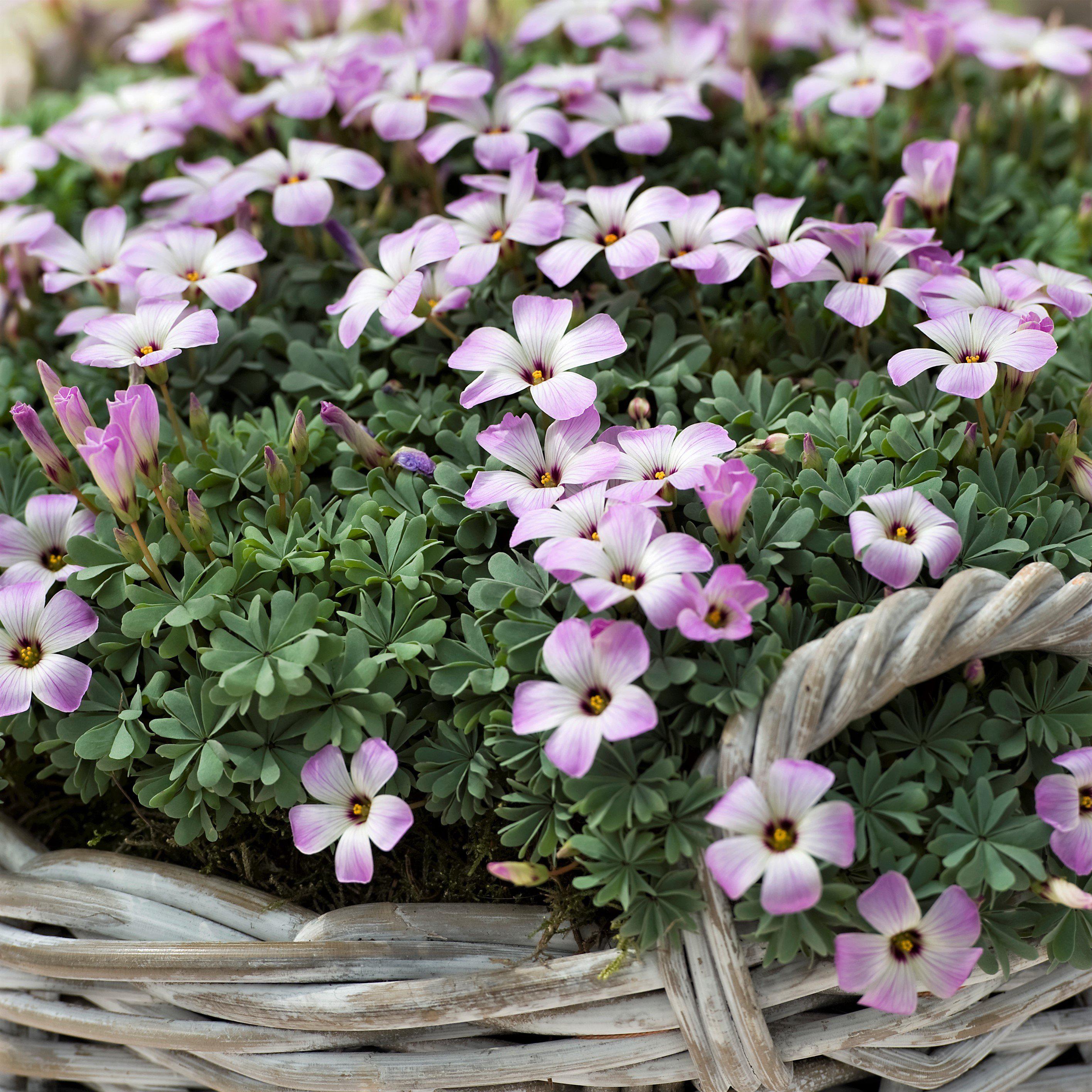 silver cross pop wildflowers