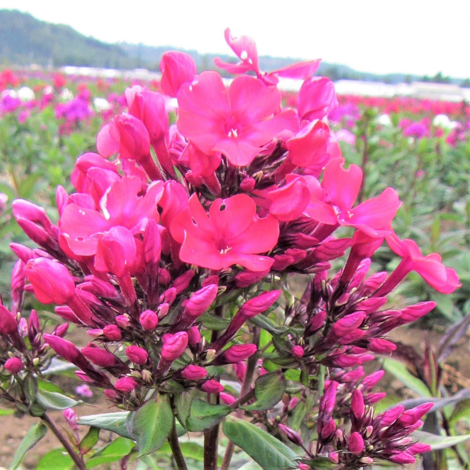 Fragrant Phlox Bare Root for Online | Starfire – Easy To Grow Bulbs