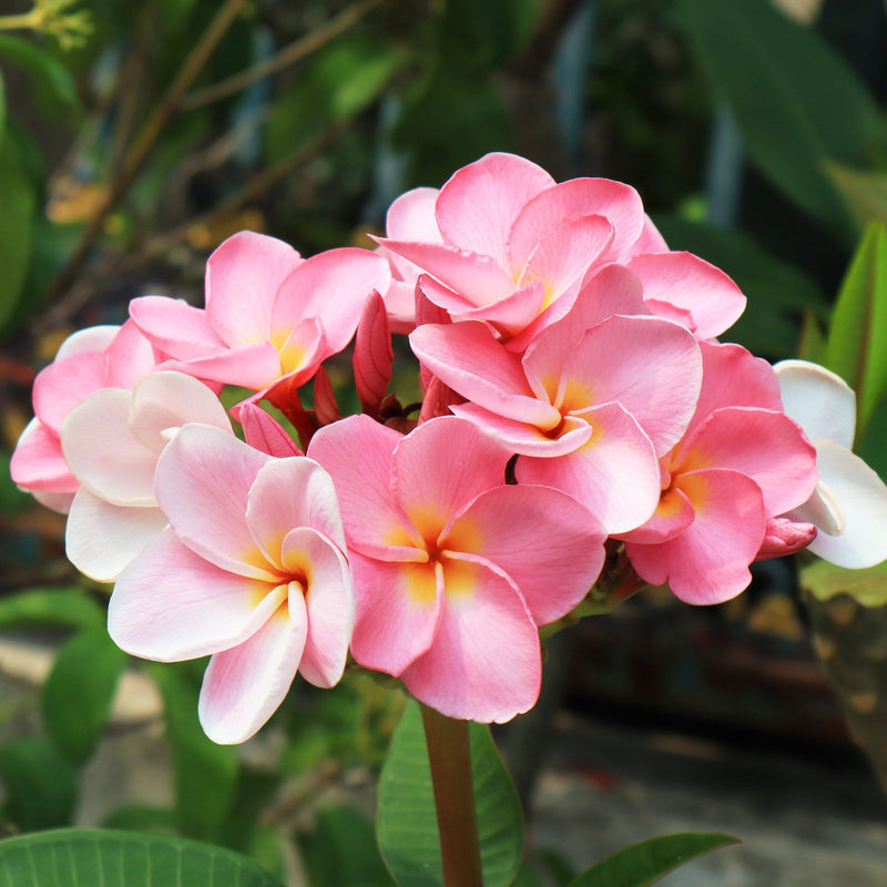 light pink plumeria