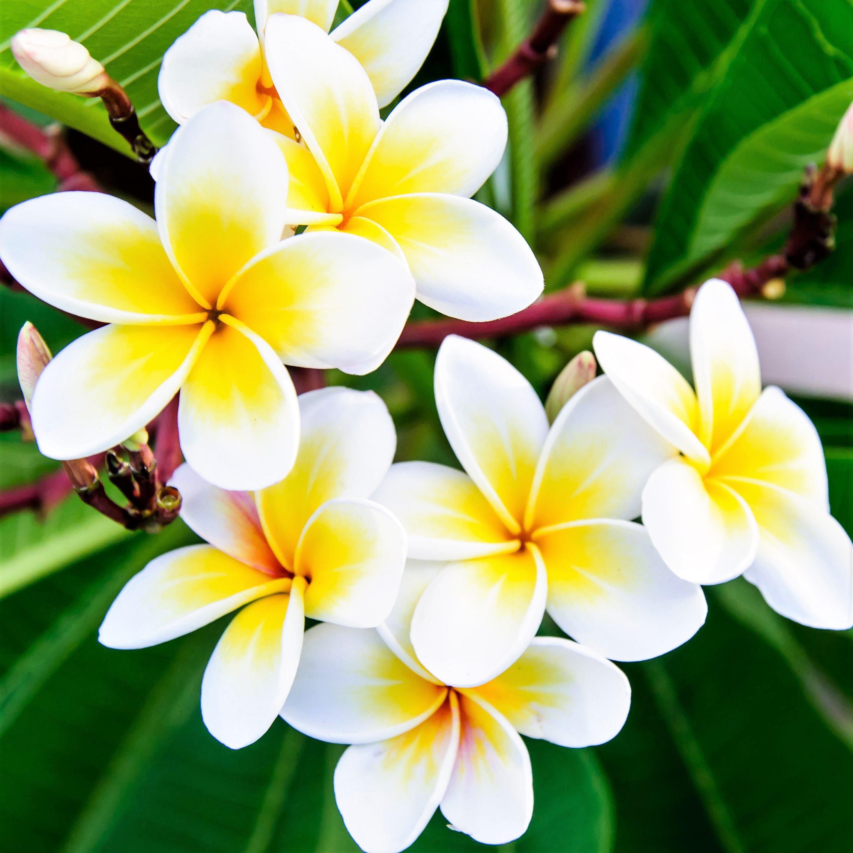 Plumeria Plant, Select Yellow and Whites Fragrant potted plant Easy