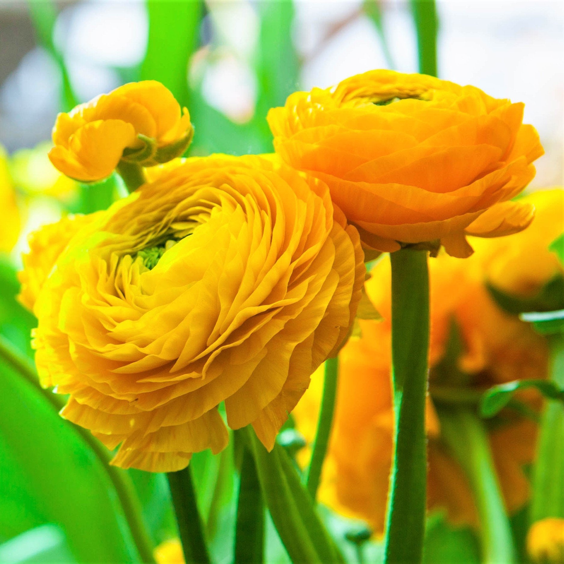 brilliant-yellow-tecolote-ranunculus-bulbs-for-sale-yellow-easy-to