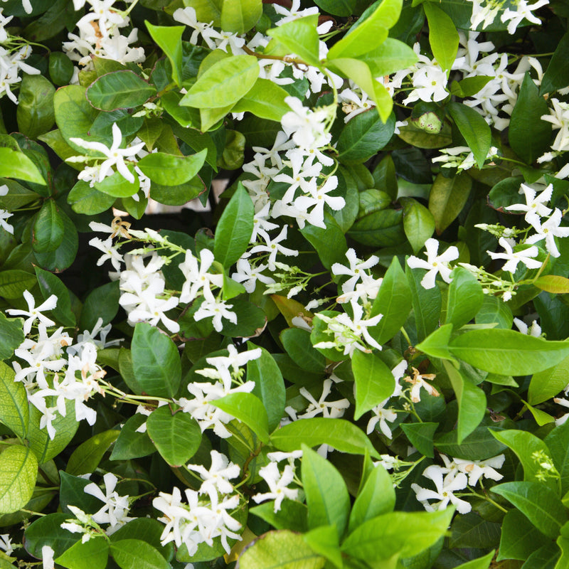 white-potted-jasmine-plant-for-sale-jasmine-star-fragrant-easy-to