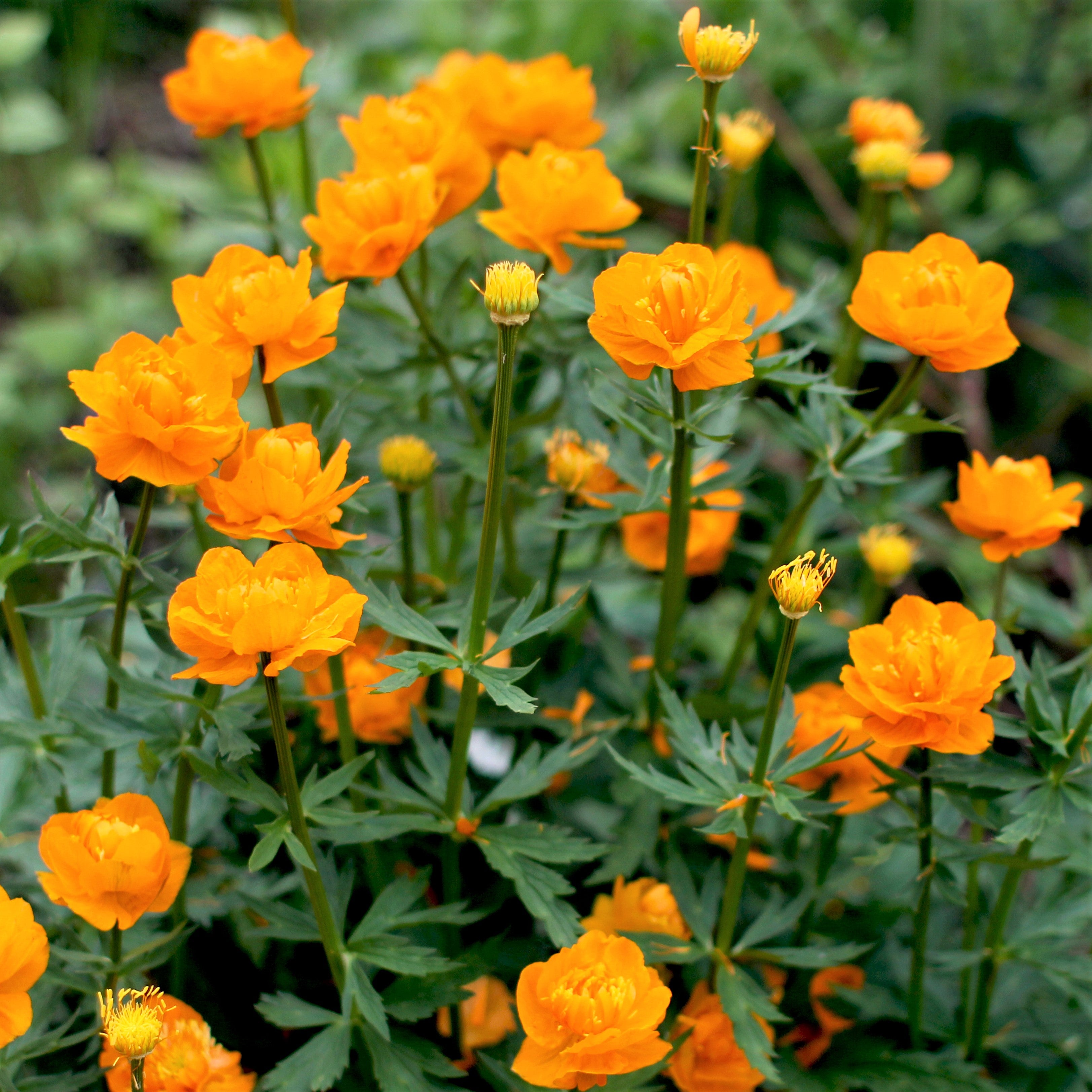 Orange Globeflower Plants For Sale Online | Golden Queen \u2013 Easy To Grow ...