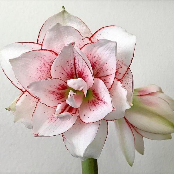 Amaryllis flower bulb MEILENIS ELVAS Hippeastrum Double