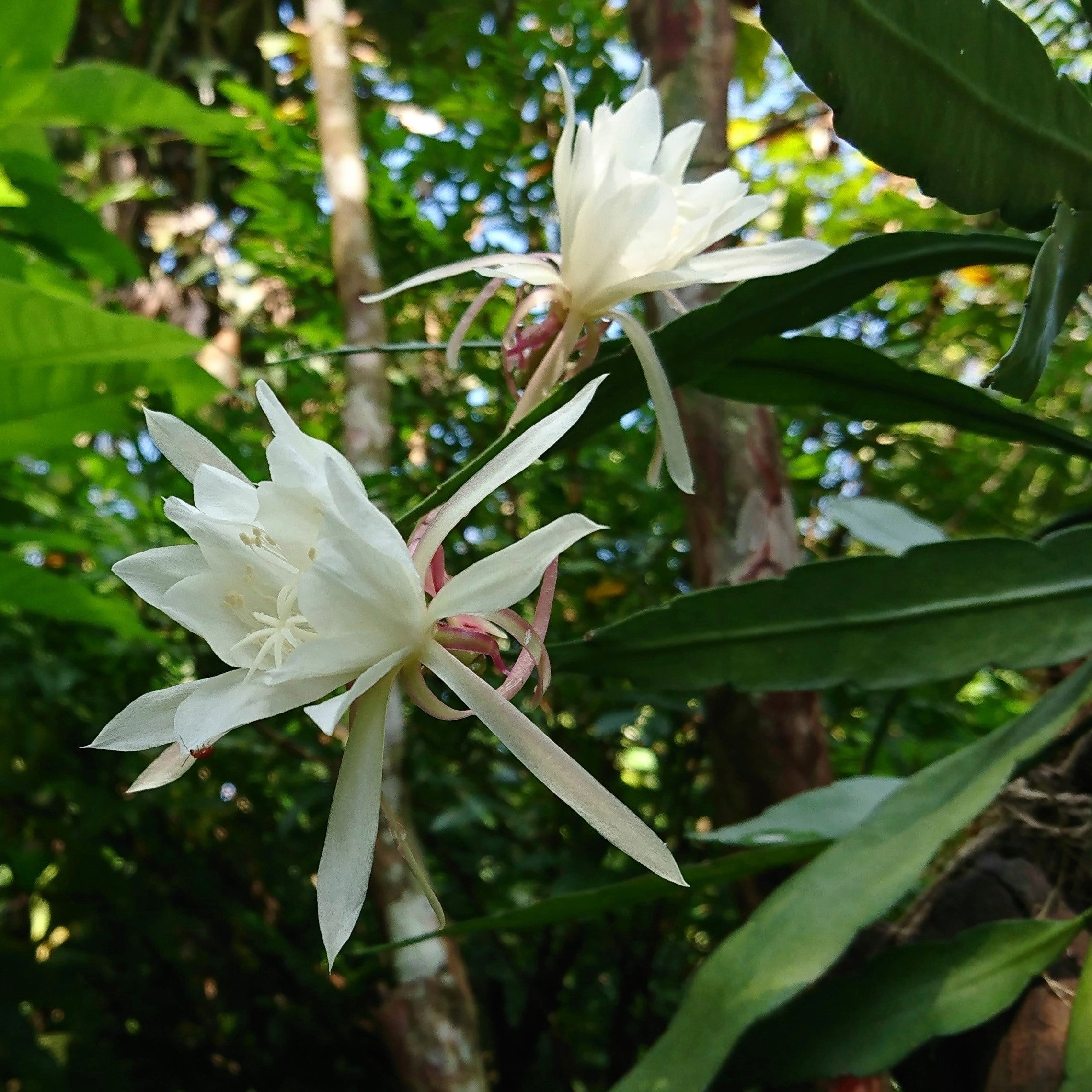 epiphyllum