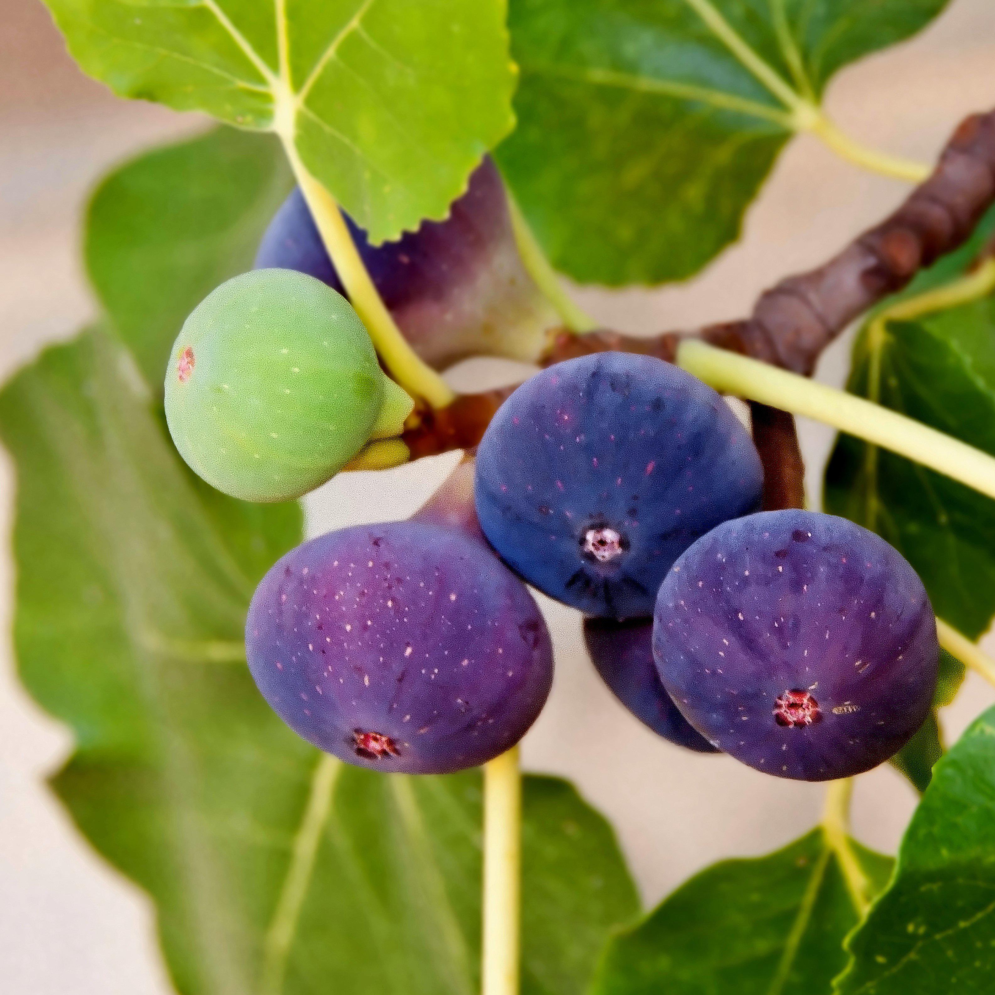 Collection 101+ Images show me a picture of a fig tree Sharp