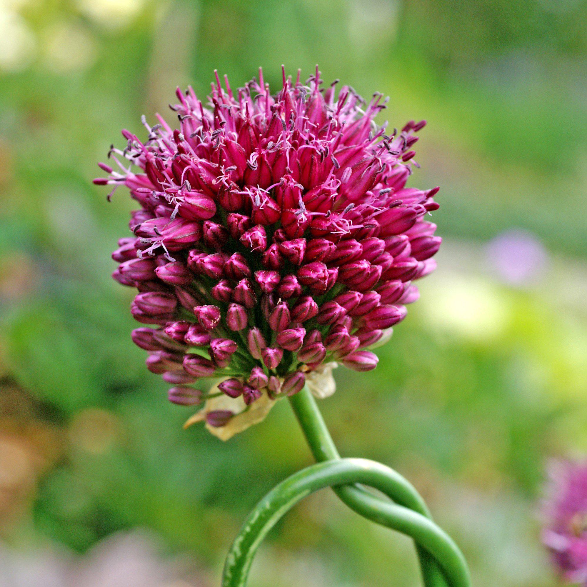 Allium Drumstick Bulbs Allium Sphaerocephalon Easy To Grow Bulbs