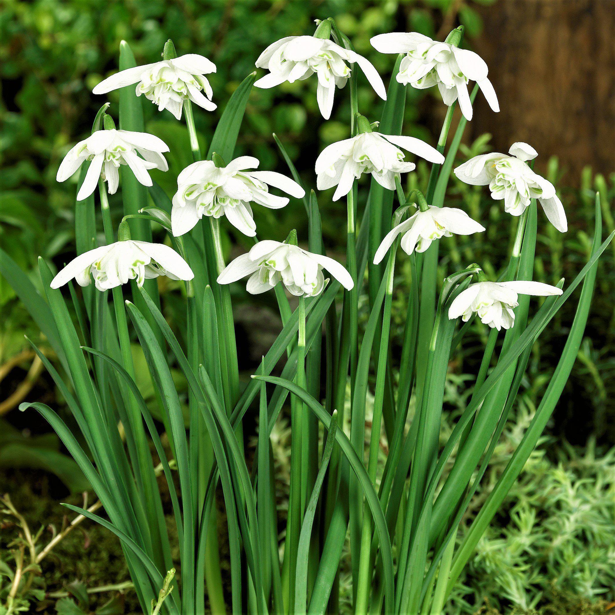 50 Single & 50 Double Snowdrops Top Quality Freshly Lifted Flowering Size Bulbs 