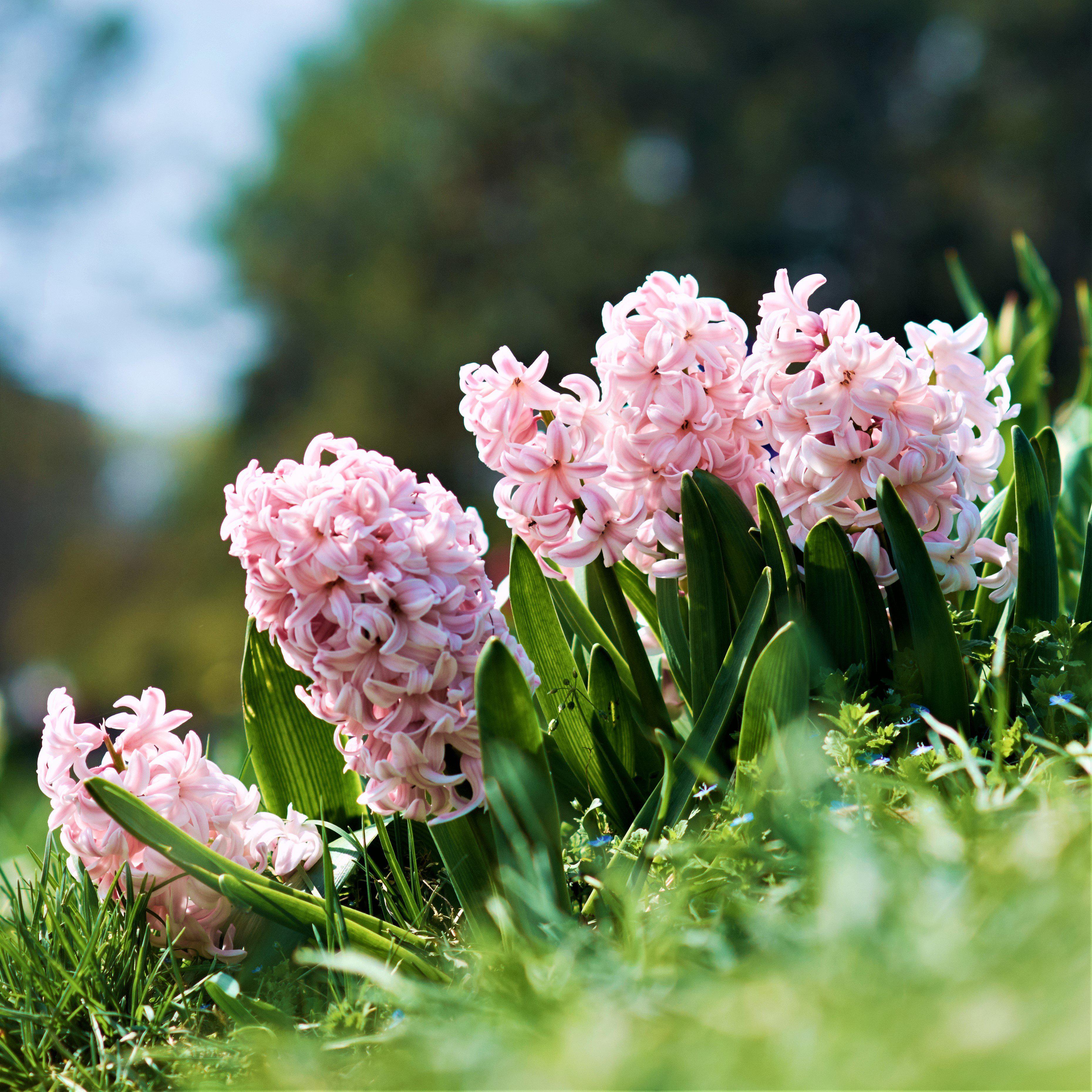 hyacinth light pink