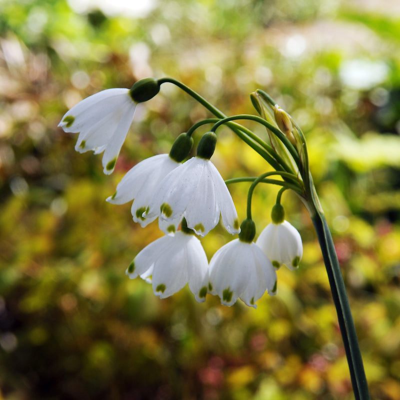 gravetye leucojum aestivum gardenia fragrant