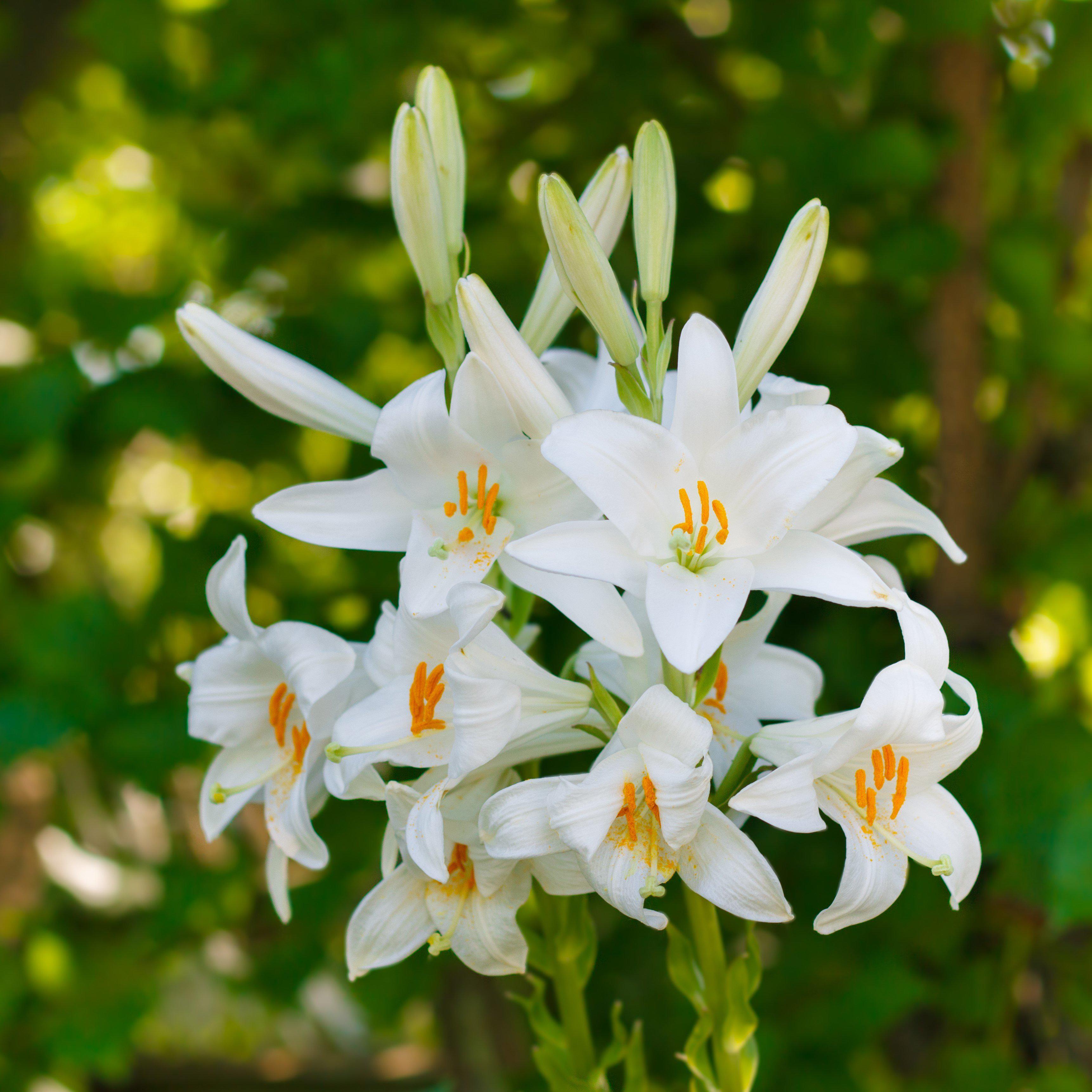 lilium candidum madonna lily (fragrant)